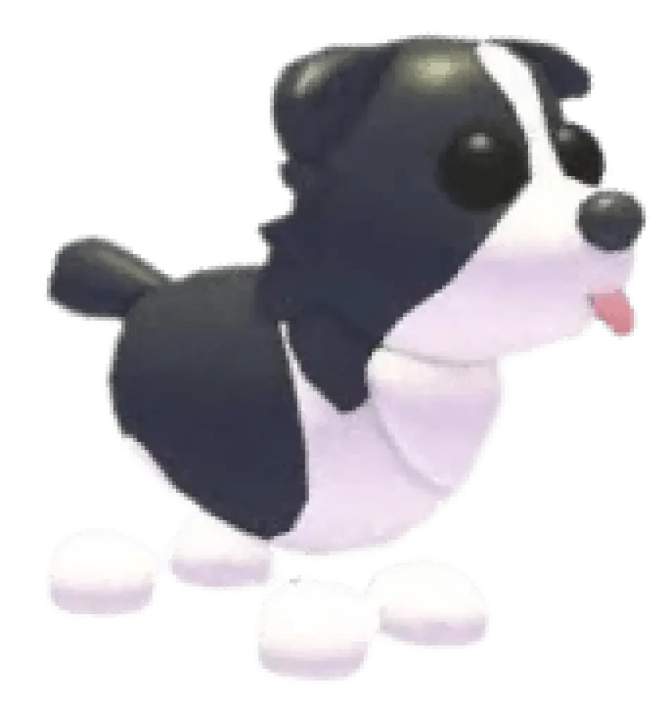 Border Collie