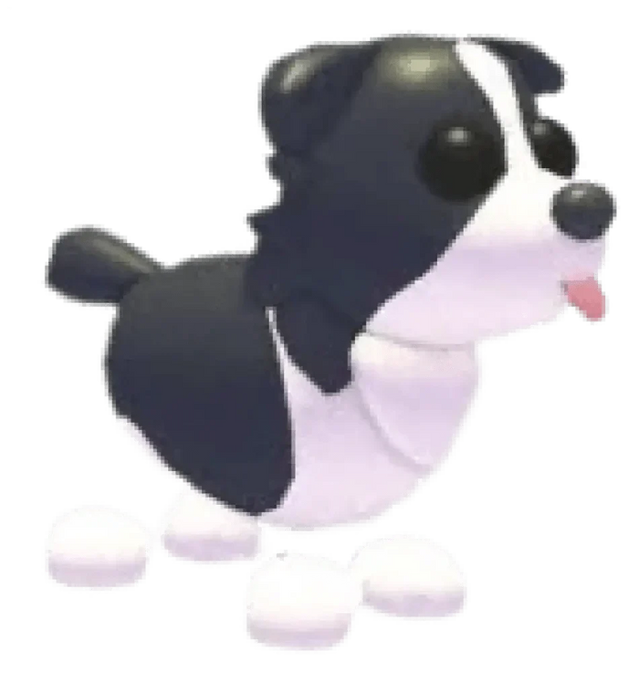 MFR Border Collie