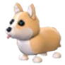 Corgi