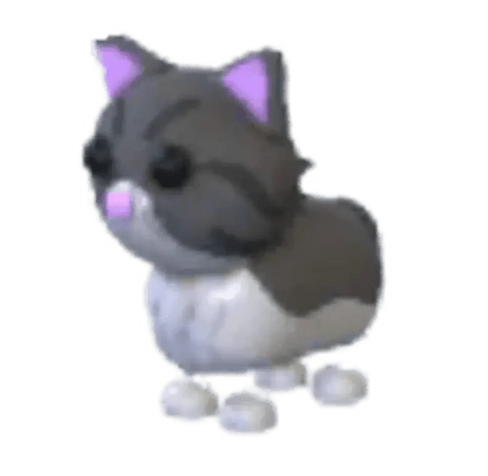 MFR Persian Cat