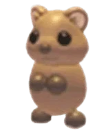 Quokka