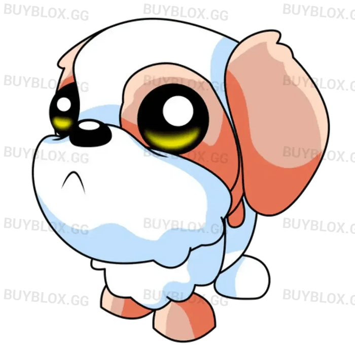 MFR Shih Tzu
