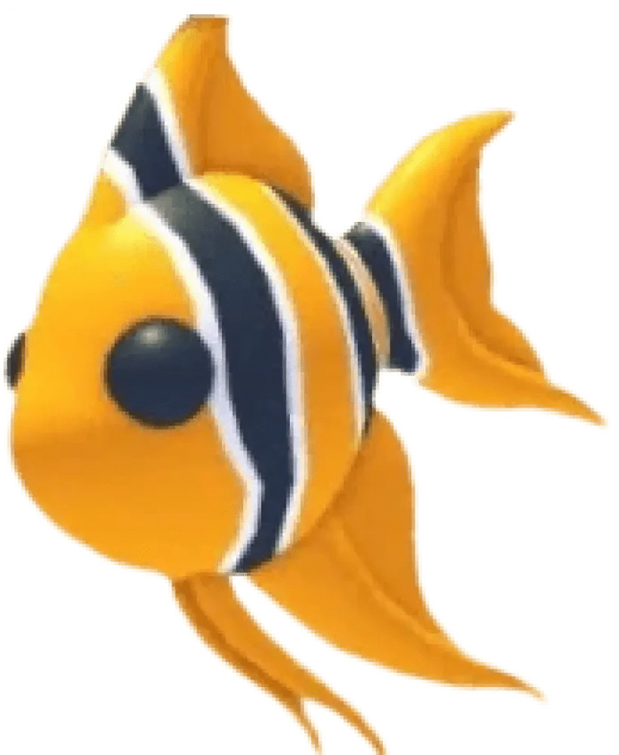 NFR Angelfish