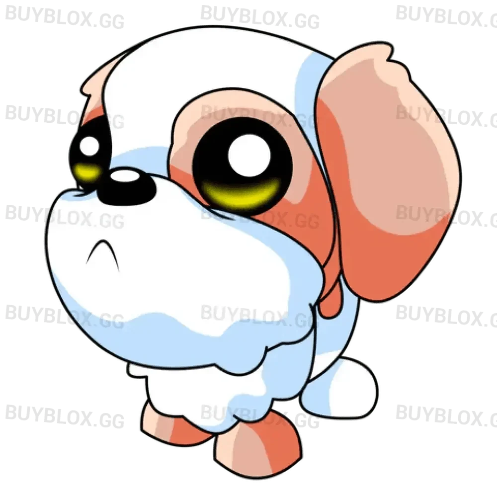 NFR Shih Tzu