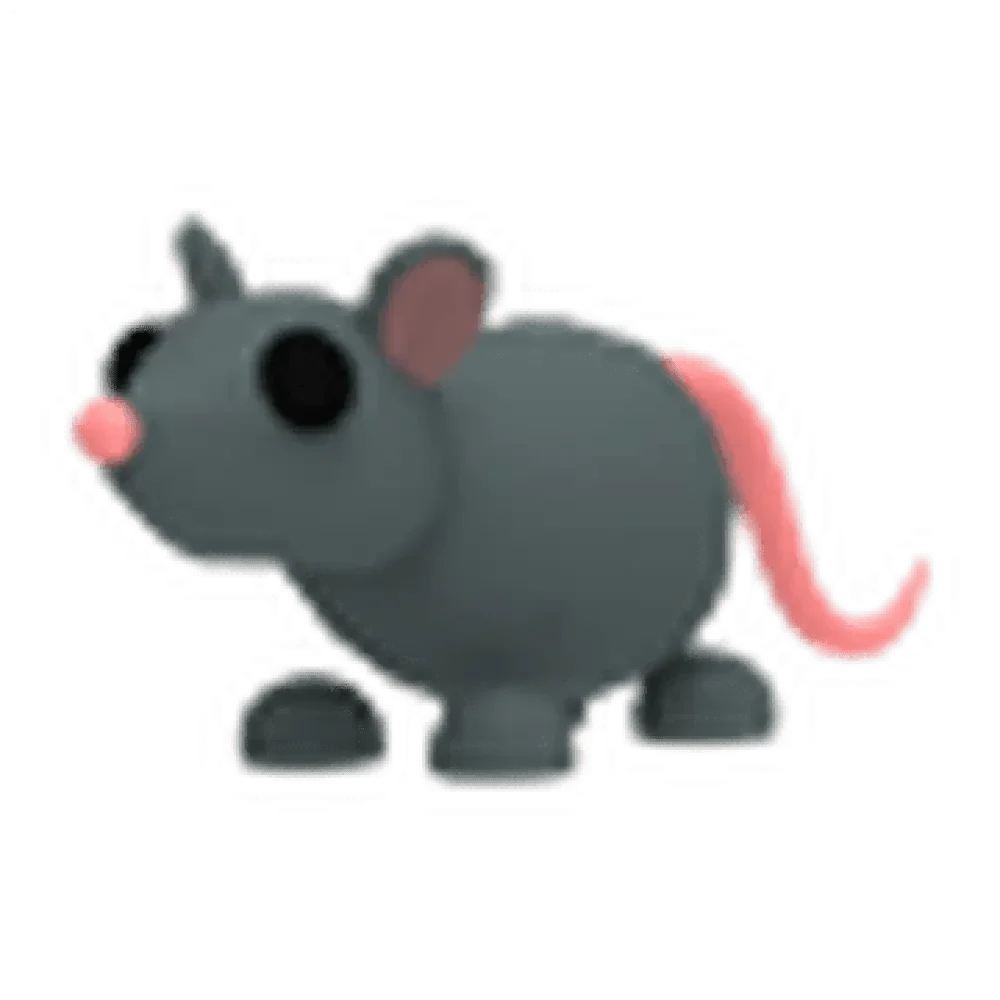 Rat